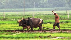 गोरु पाल्ने किसानलाई प्रोत्साहन भत्ता